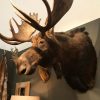 Large beautiful trophy head of a Canadian moose