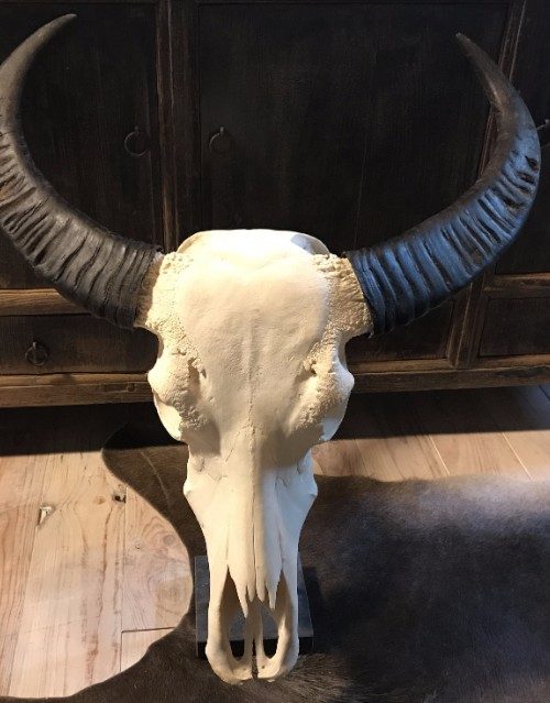 Großer gebleichter Büffelschädel auf einem Sockel des Belgischen Blausteins