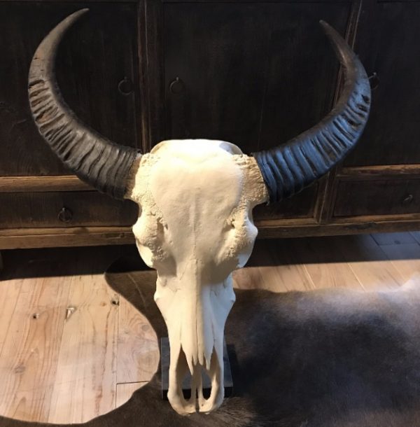 Large bleached water buffalo skull on a Belgian hard stone pedestal