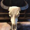 Large bleached water buffalo skull on a Belgian hard stone pedestal