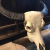 Large bleached water buffalo skull on a Belgian hard stone pedestal