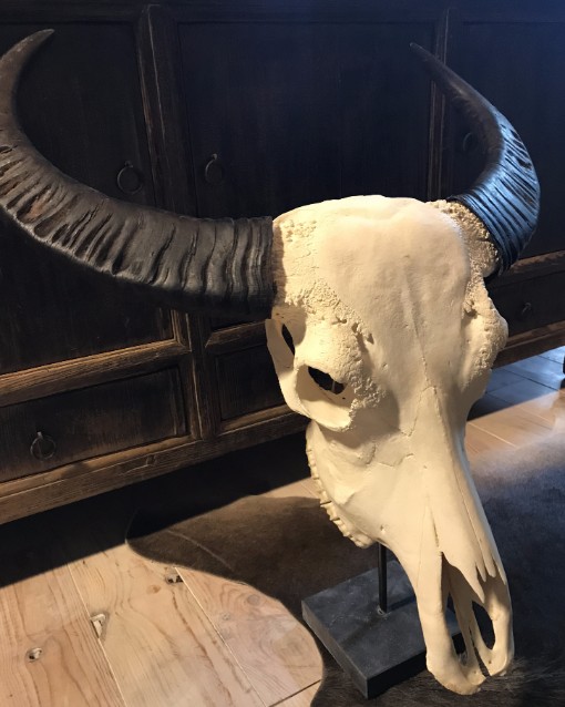 Grote gebleekte waterbuffelschedel op een sokkel van Belgisch hardsteen
