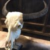 Large bleached water buffalo skull on a Belgian hard stone pedestal