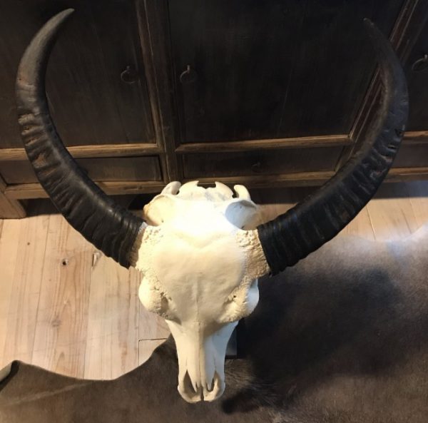 Großer gebleichter Büffelschädel auf einem Sockel des Belgischen Blausteins