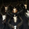 Large collection of African skulls / African hunting trophies,