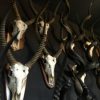 Large collection of African skulls / African hunting trophies,