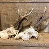 Large collection of capital roe buck antlers with whole skull
