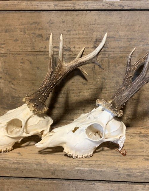 Large collection of capital roe buck antlers with whole skull