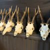 Large collection of capital roe buck antlers with whole skull