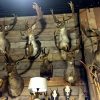 Large collection of stuffed deer heads