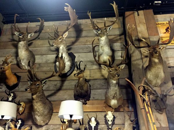 Large collection of stuffed deer heads