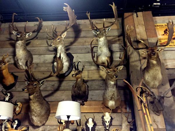 Large collection of stuffed deer heads