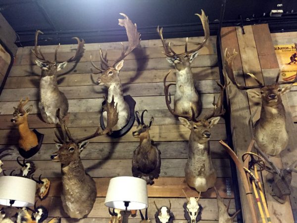 Large collection of stuffed deer heads