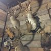 Large collection of stuffed deer heads