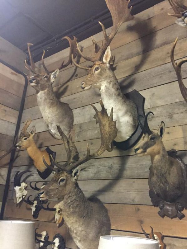 Large collection of stuffed deer heads