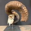 Large mouflon skull on base.