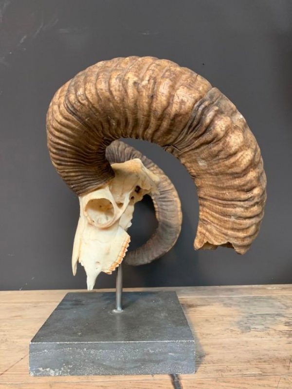 Large mouflon skull on base.