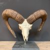 Large mouflon skull on base.