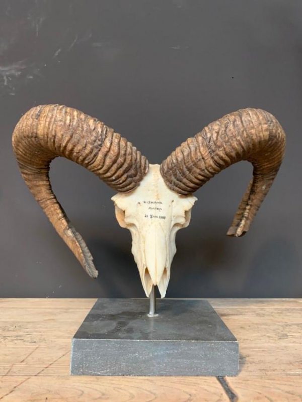 Large mouflon skull on base.