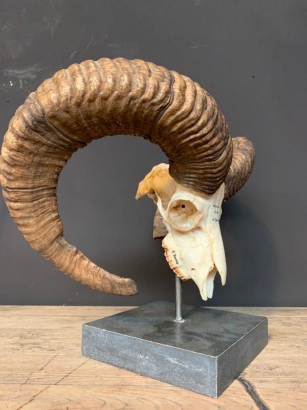 Large mouflon skull on base.