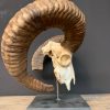 Large mouflon skull on base.