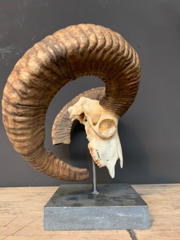 Large mouflon skull on base.