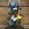 Large oval antique dome richly filled with beautiful butterflies in many colors