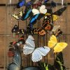 Großes ovales antikes Glas reich mit schönen Schmetterlingen in vielen Farben gefüllt