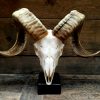 Very exclusive golden skull of a mouflon