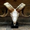 Big beautiful skull of a Billy Goat. €145,-