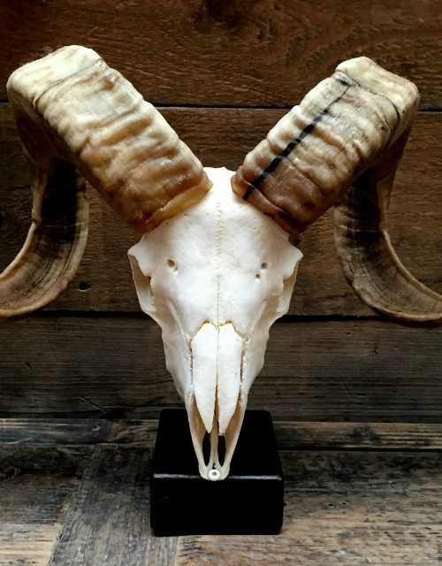 Large skull of a capital ram on base