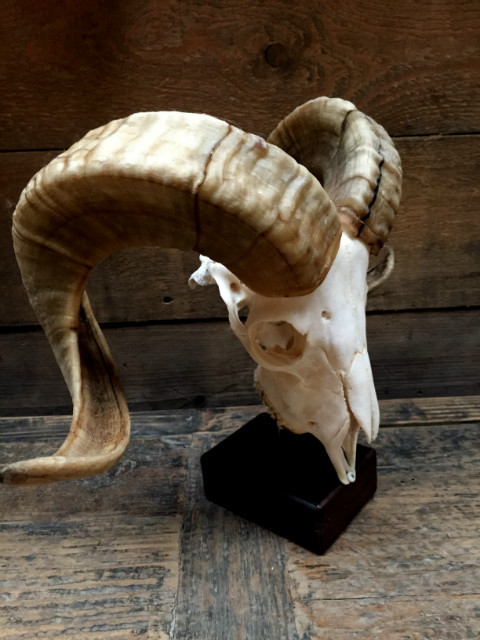Large skull of a capital ram on base