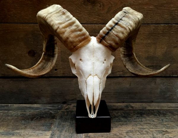 Large skull of a capital ram on base