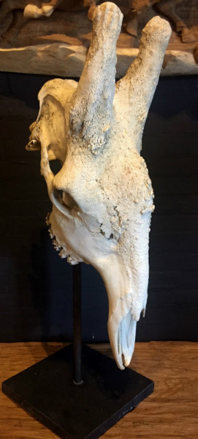 Large skull of an old male giraffe