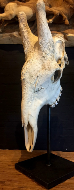 Large skull of an old male giraffe