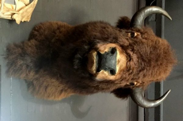 Large stuffed head of a bison bull.