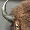 Large stuffed head of a bison bull.