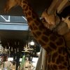 Große ausgestopften Kopf einer Giraffe. Es ist eine Wandhalterung jeweils sehr anmutig vorbereitet