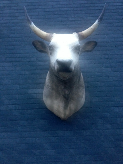 Large stuffed head of a Hungarian Steppe Bull.