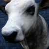 Large stuffed head of a Hungarian Steppe Bull.