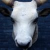 Large stuffed head of a Hungarian Steppe Bull.