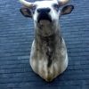 Large stuffed head of a Hungarian Steppe Bull.