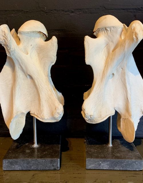 Large vertebrae of a giraffe on a hard stone base