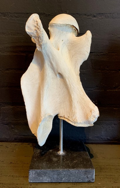 Large vertebrae of a giraffe on a hard stone base
