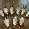 Lot very cool roe deer skulls without wooden board and board with teeth of a wild boar