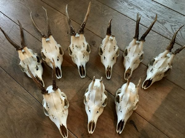 Lot very cool roe deer skulls without wooden board and board with teeth of a wild boar