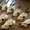 Lot very cool roe deer skulls without wooden board and board with teeth of a wild boar