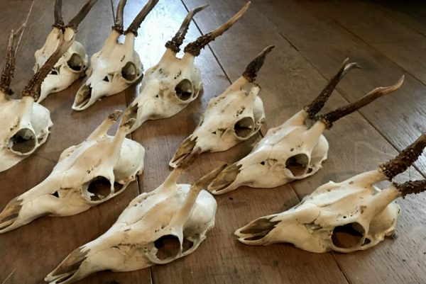 Lot very cool roe deer skulls without wooden board and board with teeth of a wild boar