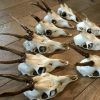 Lot very cool roe deer skulls without wooden board and board with teeth of a wild boar