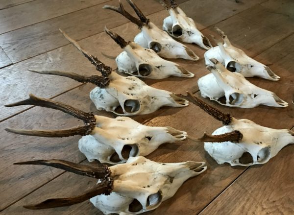 Lot very cool roe deer skulls without wooden board and board with teeth of a wild boar